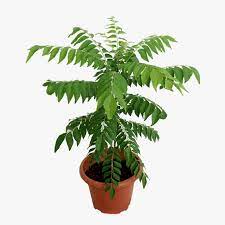 Curry Leaf Tree (Murraya Koenigii) -Young Plant