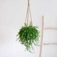 Aeschynanthus Japhrolepis Indoor Hanging Plants Pot lipstick Plant
