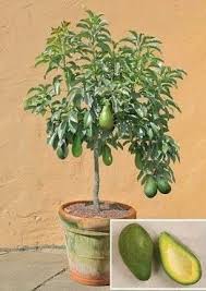 Healthy Avocado Plant for Outdoor|Live Plant Butter Fruit (Avacado) Persea Americana Egg-Shaped Exotic Plants Garden Plant(1 Healthy Live Plant)