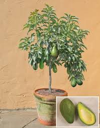 Healthy Avocado Plant for Outdoor|Live Plant Butter Fruit (Avacado) Persea Americana Egg-Shaped Exotic Plants Garden Plant(1 Healthy Live Plant)