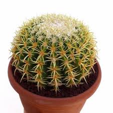 Cactus Outdoor – Echinocactus Grusonii Cactus