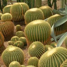 Cactus Outdoor – Echinocactus Grusonii Cactus