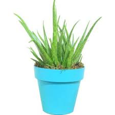 Aloe Vera – Outdoor Plants