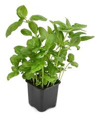 Basil Herb Plant
