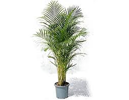 Air Purifying Plant-Areca Palm Indoors