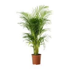 Air Purifying Plant-Areca Palm Indoors