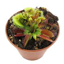Dionaea Venus Fly Trap – Plant