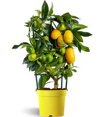 Citrus Lemon Indoor Tree – Green/Yellow Fruits